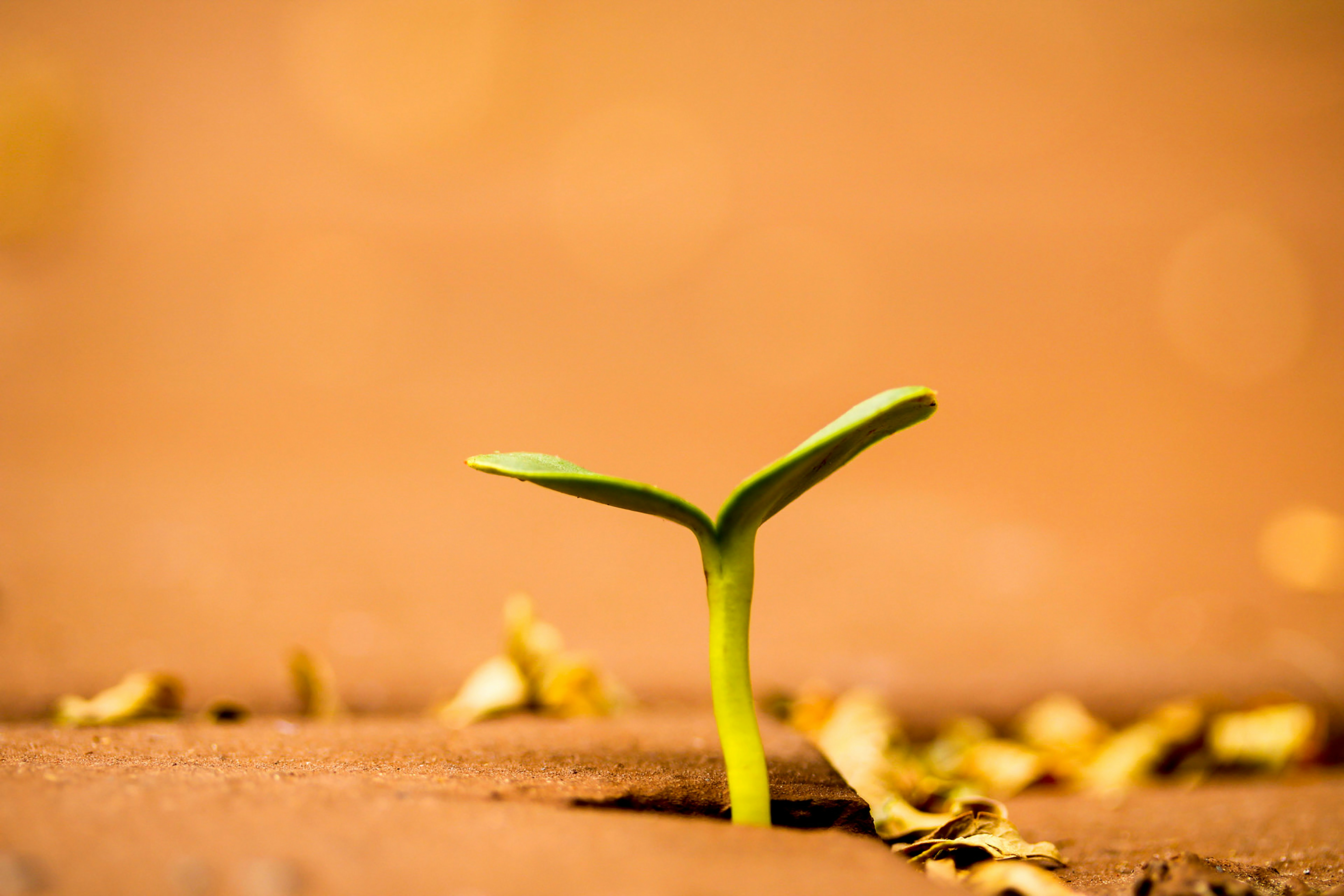 Funding awarded for DALAI-FIN under SKILLS programme